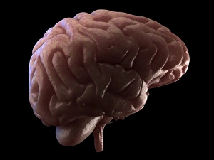 Human Brain Print