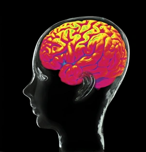 Central Nervous System Diagram Prints: Human brain, composite artwork