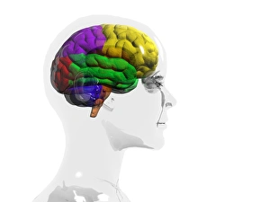 Human Brain Structure Prints: Human brain, temporal lobe