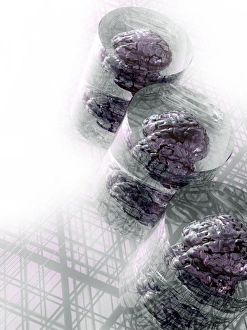 Medical Illustration Artwork Prints: Human brains