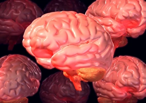 Cerebrum Structure Prints: Human brains, computer artwork