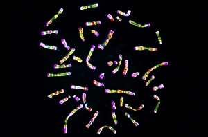 Deoxyribonucleic Acid Structure Prints: Human chromosomes