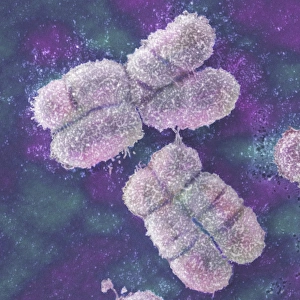 DNA Prints: SEM Human Chromosomes Print, coloured scanning election micrograph