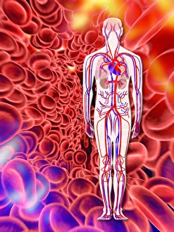 Human Circulatory System Diagram Prints: Human circulatory system, artwork