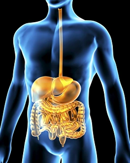 Human Digestive System Print