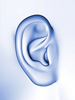 Human Ear Anatomy Prints: Human ear