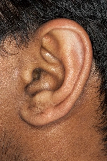 Images Dated 11th July 2012: Human Ear Close-up Print
