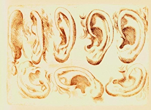 Images Dated 2012 April: Human Ears Print