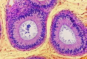 Human epididymis, light micrograph Human epididymis, light micrograph