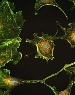 Mitochondria Energy Production Prints: Human epithelial cells