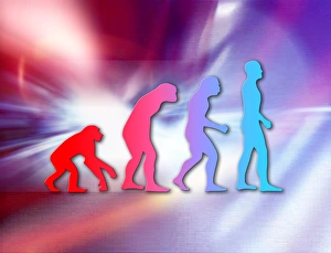 Human evolution Human evolution