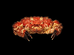 Images Dated 6th December 2012: Human-faced crab (Dorippe quadridens) Print, 4cm wide carapace