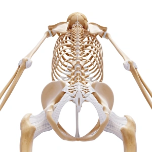 Human Skeletal System Images Prints: Human foot bones, artwork