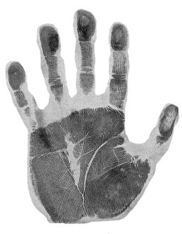 Prints of Human handprint. A handprint from the left hand of a human adult male, showing the pattern of palmar creases. Handprints, like fingerprints, can be used for identification Images Dated 2006 October: Adult Male Left Hand Print
