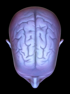 Human Brain Illustration Prints: Human head with brain, artwork