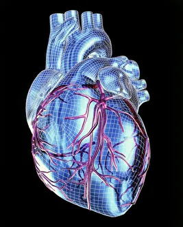 Human Heart Anatomy Prints: Human heart
