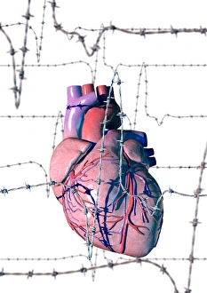 Prints of Human heart, computer artwork. Human heart surrounded by barbed wire electrocardiogram (ECG) traces. The barbed wire traces may represent cardiovascular disease and poor cardiac health Images Dated 2004 September: Human Heart Print with Barbed Wire ECG Traces
