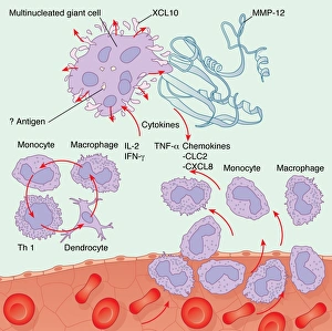 White Blood Cell Types Prints: Human immune response, artwork