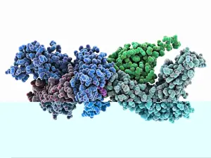 White Blood Cell Function Prints: Human immune response molecule complex C014 / 0871