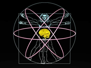 Human Brain Anatomy Prints: Human intelligence