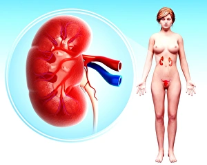 Human Kidney Print