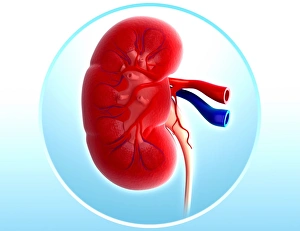 Human Kidney Print