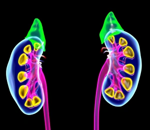 Human Kidney Anatomy Prints: Human kidneys, artwork