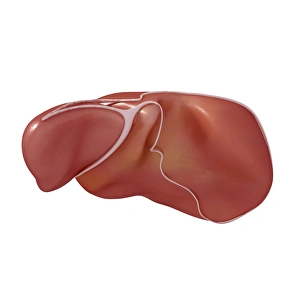 Human Liver Anatomy Prints: Human liver, artwork