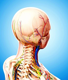 Human Lymphatic System Print