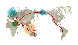 Prints of Human migration. Artwork showing the global history of human migration. Modern humans emerged 200, 000 years ago in Africa (centre left) Images Dated 2013 February: Global Human Migration Print