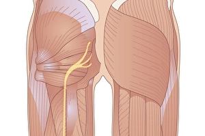 Prints of Human muscle structure. Computer artwork showing the muscle structure of the gluteal region of a human. The sciatic nerve can also be seen (yellow) Images Dated 2010 November: Human Muscle Structure Print - Gluteal Region