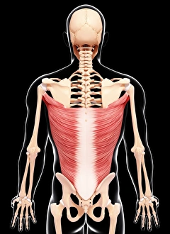 Human Musculature Print