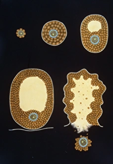 Female Reproductive System Prints: Human ovum