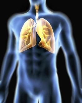 Respiratory System Diagram Prints: Human respiratory system, artwork