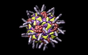 Prints of Human rhinovirus (HRV) with intercellular adhesion molecule 1 (ICAM-1), computer model. This image was created using UCSF Chimera molecular modelling software and data from cryo-electron microscopy Images Dated 2008 March: Human rhinovirus with ICAM-1 attachment, Print
