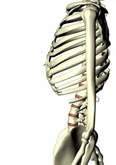Images Dated 20th December 2004: Human skeleton