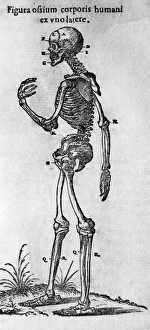 Human Skeleton Prints: Human skeleton, lateral view