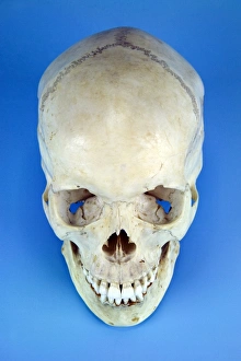 Human Skull Print