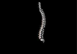 Human Spine Anatomy Prints: Human spine, artwork