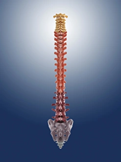 Computer artwork of the human spine, print