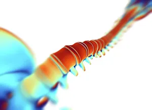 Human Spine Anatomy Prints: Human spine, computer artwork