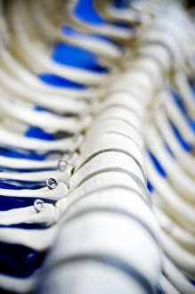 Human Spine Model Print