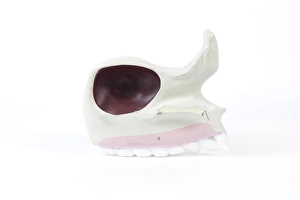Images Dated 13th November 2012: Human Upper Jaw Print, 1950s Model