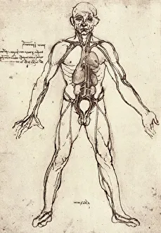Leonardo Da Vinci Anatomy Prints: Human venous system