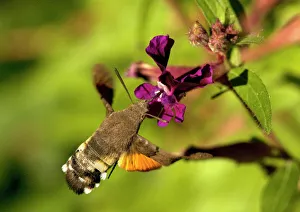 Hummingbird hawk-moth feeding on nectar in a Cuphea viscosissima flower Print