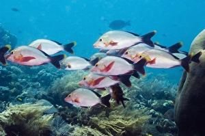 Reef Dwelling Fish Prints: Humpback snappers