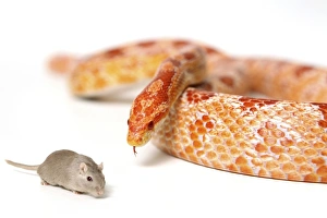Prints of A hungry snake looking at a mouse. Predator and prey Images Dated 2012 November: A hungry snake looking at a mouse Print