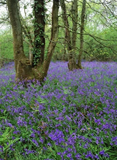 British Wildflowers In Bloom Prints: Hyacinthoides nonscriptus