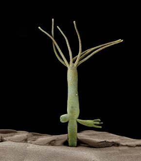 Coloured SEM Images Prints: Hydra budding C014 / 4856