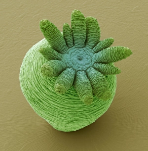 Images Dated 7th March 2013: Hydra SEM Print, x60 magnification